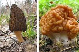 Профилактика отравлений весенними грибами